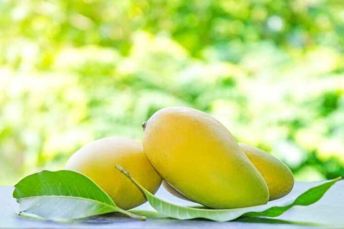 Are Mangoes Healthy for Diabetics Are Mangoes Healthy for Diabetics?