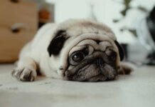 Top Tips to Care for a Dog with Sensitive Stomach and Skin Pet’s Sensitive Skin and Its Aggravating Conditions - How Do You Take Care?