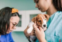 Smart Advice For Brand New Puppy Parents Smart Advice For Brand New Puppy Parents