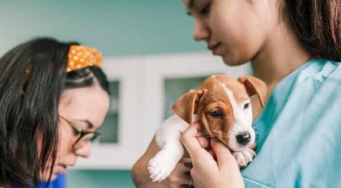 Smart Advice For Brand New Puppy Parents Smart Advice For Brand New Puppy Parents