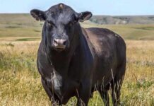 The 3 Best Ideas to Get Montana Cattle The 3 Best Ideas to Get Montana Cattle