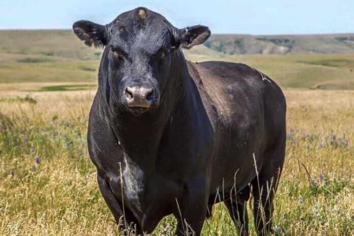 The 3 Best Ideas to Get Montana Cattle