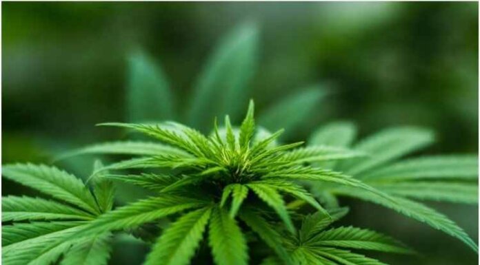 Can You Consume CBD Pills For Mental Health Issues? Can You Consume CBD Pills For Mental Health Issues?