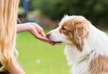 Top 5 Most Popular Healthy Dog Treats Top 5 Most Popular Healthy Dog Treats