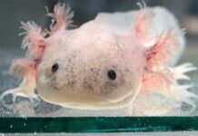 Good Axolotl Names- 419 Cute and Funny Axolotl Names Good Axolotl Names