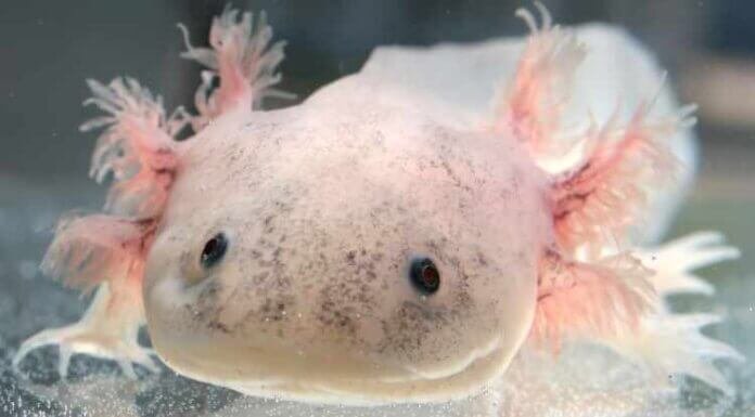 Good Axolotl Names- 419 Cute and Funny Axolotl Names Good Axolotl Names