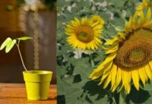 How Does Phototropism Occur In Plants? How Does Phototropism Occur In Plants?