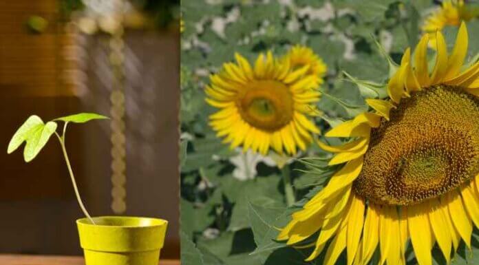 How Does Phototropism Occur In Plants? How Does Phototropism Occur In Plants?