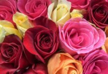 How Many Varieties Of Roses Are There? How Many Varieties Of Roses Are There