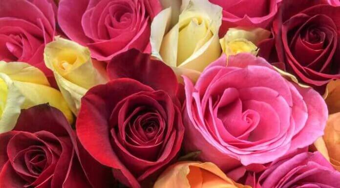 How Many Varieties Of Roses Are There? How Many Varieties Of Roses Are There