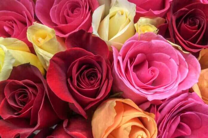 How Many Varieties Of Roses Are There