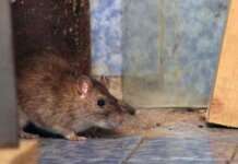 How to Get Rid of Rats at Home? How to Get Rid of Rats at Home?