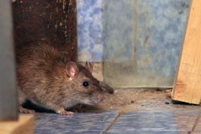 How to Get Rid of Rats at Home?