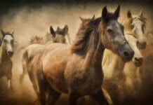 What are the Placement and Benefits of 7-Horse Painting? What are the Placement and Benefits of 7-Horse Painting?
