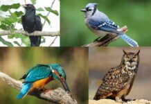 Birds Name List A To Z: Learn About The Name Of All The Birds In An Alphabetical Order Here Birds Name List A To Z