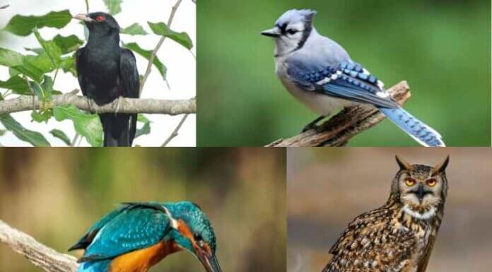 Birds Name List A To Z: Learn About The Name Of All The Birds In An Alphabetical Order Here Birds Name List A To Z