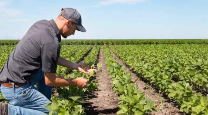 MP Jai Kisan Fasal Rin Mafi Yojana- Overview, Purpose and Benefits- Know in Detail MP Jai Kisan Fasal Rin Mafi Yojana