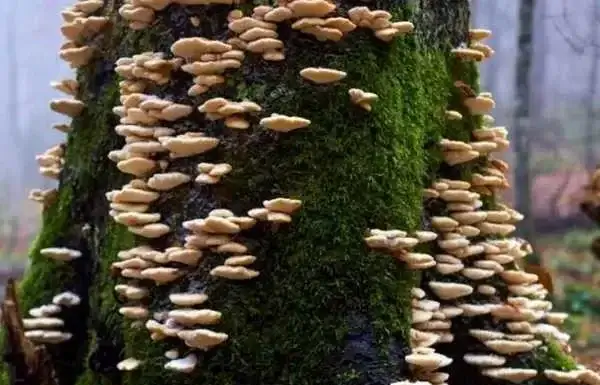 Edible Tree Bark: Get Details that you should know! Edible Tree Bark