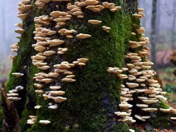 Edible Tree Bark