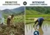 What Is Difference Between Primitive And Intensive Subsistence Farming Techniques What Is Difference Between Primitive And Intensive Subsistence Farming Techniques