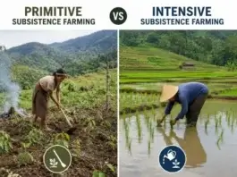 What Is Difference Between Primitive And Intensive Subsistence Farming Techniques