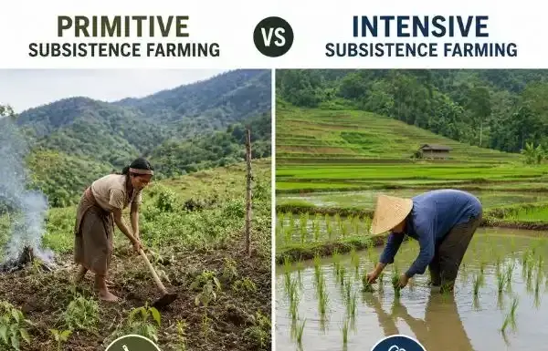 What Is Difference Between Primitive And Intensive Subsistence Farming Techniques What Is Difference Between Primitive And Intensive Subsistence Farming Techniques