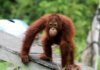 Orangutan Life Span, Population, Babies and the Tapanuli Orangutan orangutan