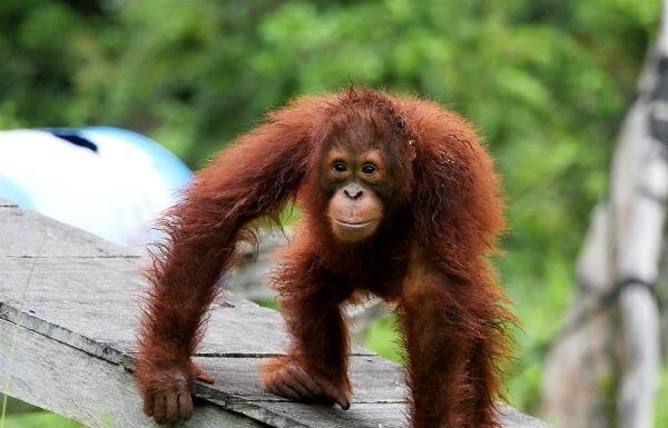 Orangutan Life Span, Population, Babies and the Tapanuli Orangutan orangutan