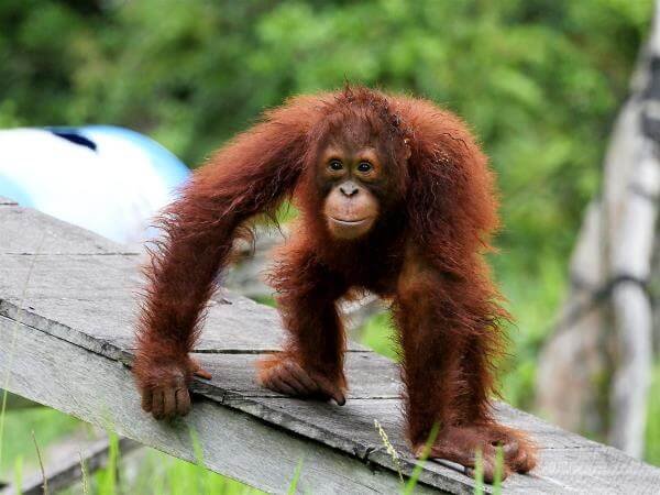 orangutan orangutan